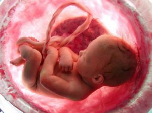 Жизнь от момента зачатия до момента смерти психофизическое развитие ребенка
